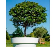 Lorbeerbaum mittel im Gartentopf