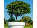 Lorbeerbaum mittel im Gartentopf