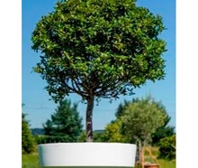 Lorbeerbaum mittel im Gartentopf
