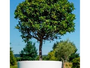 Lorbeerbaum mittel im Gartentopf