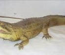 Krokodil Figur, Tier, Wildtier, Zoo, Kroko, Wassertier