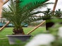 Palmen - Dattelpalmen, Hanfpalmen(Trachycarpus fortunei), Yucca Palme - Galerie - Bild 3