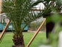 Palmen - Dattelpalmen, Hanfpalmen(Trachycarpus fortunei), Yucca Palme - Galerie - Bild 3