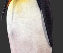Pinguin Figuren, Eiswelt, Arktis, Tier, Wildtier