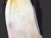 Pinguin Figuren, Eiswelt, Arktis, Tier, Wildtier