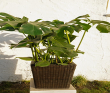 Monstera