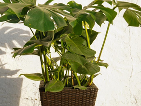 Monstera