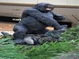 King Kong Figur, Gorilla, Hollywood, Film, Tier, Affe, Tierfigur - Galerie - Bild 3