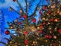 Weihnachtsbaum schmücken mit echten Bäumen - Galerie - Bild 2