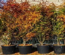 Ahorn im Herbst solo im Pflanzkübel
