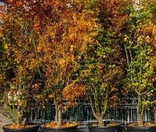 Ahorn im Herbst solo im Pflanzkübel