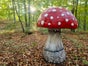 Fliegenpilz, Pilz - Galerie - Bild 4