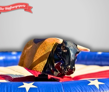 Rodeo Bullriding Eventmodul mieten - Westernreiten - Rodeobulle
