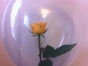 Rose im Ballon inkl.19%MwSt. - Galerie - Bild 4