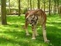 Tiger Figur, Wildkatze, Raubkatze, Afrika, Dschungel - Galerie - Bild 2