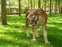 Tiger Figur, Wildkatze, Raubkatze, Afrika, Dschungel - Galerie - Bild 2