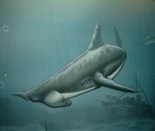 Hammerhai Unterwasser Bühnenbild , Hai
