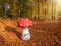 Pilze -  Riesen Pilz Herbst Dekoration - Galerie - Bild 4
