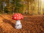 Pilze - Riesen Pilz Herbst Dekoration - Galerie - Bild 4