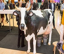Melkkuh / Wettmelken / Kuh melken mieten - inkl. 19% MwSt.