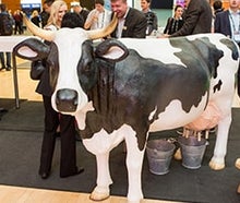 Melkkuh / Wettmelken / Kuh melken mieten - inkl. 19% MwSt.