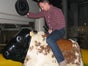 Bullriding - American Western Rodeo inkl. 19% MwSt. - Galerie - Bild 2