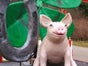 Glücksbringer, Kleeblatt, Schwein,Hufeisen, Silvesterdekoration - Galerie - Bild 2