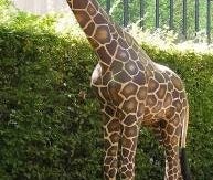 Giraffen Figur, Giraffe, Tier, Wildtier, Tierfigur, Afrika, Savanne