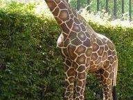 Giraffen Figur, Giraffe, Tier, Wildtier, Tierfigur, Afrika, Savanne