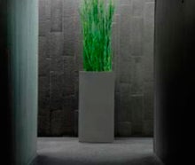 Equisetum im Säule grau