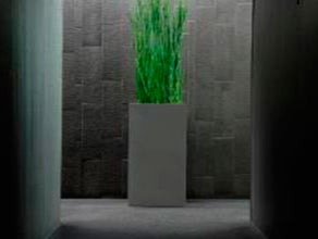 Equisetum im Säule grau