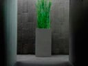 Equisetum im Säule grau