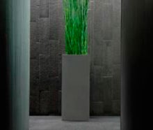 Equisetum im Säule grau