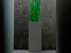Equisetum im Säule grau