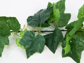 Wein- und Efeuranken, Wein, Weinranken, Efeuranken, Efeu, Blumen, Trauben