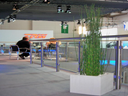 Equisetum im Kubus weiß