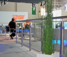 Equisetum im Kubus weiß