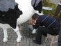 Wettmelken mit Kuh Else (Kuhmelken) - Galerie - Bild 2