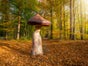 Pilze -  Riesen Pilz Herbst Dekoration - Galerie - Bild 3