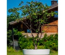 Kirschbaum im Gartentopf