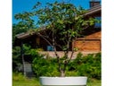 Kirschbaum im Gartentopf