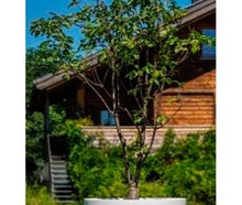 Kirschbaum im Gartentopf