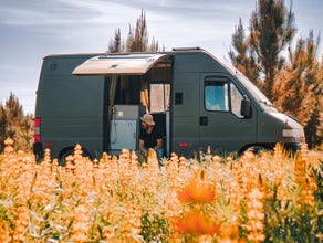 Campervan Cactus