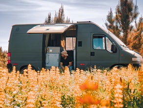 Campervan Cactus
