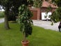 Fikusbaum - Galerie - Bild 2