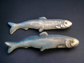 Riesen - Fische