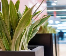 Sansevieria in Säule schwarz mit Kiesabdeckung