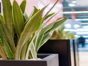 Sansevieria in Säule schwarz mit Kiesabdeckung
