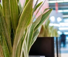 Sansevieria in Säule schwarz mit Kiesabdeckung