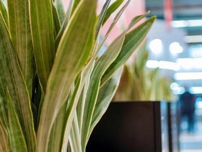 Sansevieria in Säule schwarz mit Kiesabdeckung